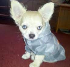Beautiful Blue Eyed Chihuahuas I Love My Chi