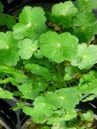 A part of the forest. Bog Plants Pennywort