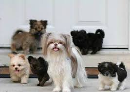 Browse photos and descriptions of 1000 of california shiba inu puppies of many breeds available meet these beautiful puppies. Mi Ki Puppies For Sale Mi Ki Dog Breeders