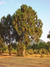 Image result for Juniperus procera
