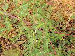 Image result for Sesbania goetzei