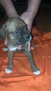 January 20 · boxer puppies for sale north queensland. Goldador Puppies Pets And Animals For Sale Rochester Ny