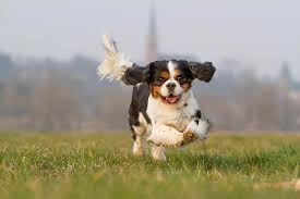 Cavalier King Charles Spaniel Dog Breed Information