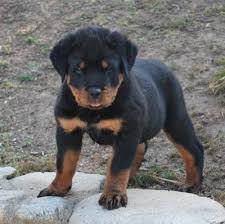 Rottweiler Pics4learning
