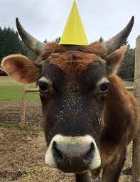 Cute Overload Cow Pet Cow Happy 2nd Birthday