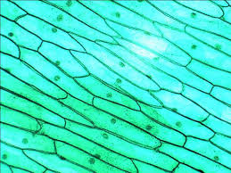 Microphotograph of stained clematis stem cross section taken through a. Plants Under Microscope Microscopic Images Microscopic Photography Plant Cell