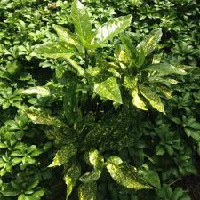 This variegated evergreen, also known as the spotted laurel. Photo Of The Entire Plant Of Japanese Aucuba Aucuba Japonica Mr Goldstrike Posted By Csandt Garden Org