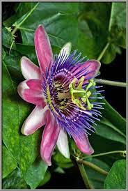 10 Kinds Of Flowers You Can Easily Offer Your Other Half On Her Birthday Party Types Of Flowers Passion Flower Rare Flowers
