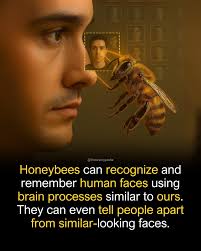 Birds guide humans to wild beehives for food scraps