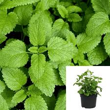 Image result for Melissa officinalis