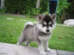 Pin By Julia Steel On Animals Alaskan Klee Kai Alaskan Husky Dog Lovers