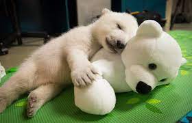 What is the average size of the polar bear? The Heartbreaking Reason This Photo Of A Snoozing Polar Bear Cub Is Anything But Sweet One Green Planet