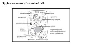 Teacher background on basic cells. Animal Cells Basic Concepts