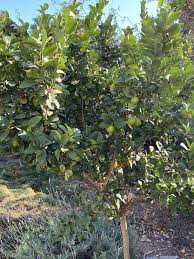 Check spelling or type a new query. Mexican Thornless Lime Under The Solano Sun Anr Blogs