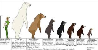 Guide To Bears By Patchi1995 Deviantart Com On Deviantart