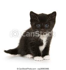 The beautiful brown little kitten with dog, sit on white background , isolated, closeup muzzle. Cute Baby Kitten On White Cute Baby Black And White Kitten Isolated On White Background Canstock