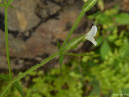 Image result for Canscora alata