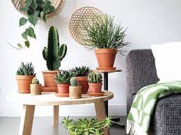 Piante grasse da interno molta luce. Piante Grasse Da Appartamento Ecco Le Succulente Piu Belle