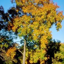 Planting project and how we can help you to do it successfully. Shellbark Hickory Seedlings Carya Laciniosa Chief River Nursery Chief River Nursery