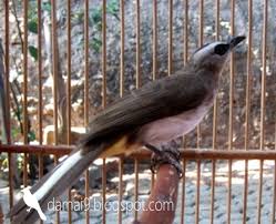 Cucak jenggot mini gacor teler pancingan ampuh buat semua burung. Jenis Burung Paling Tenar Saat Ini Awal 2019 Hobi Si Petani