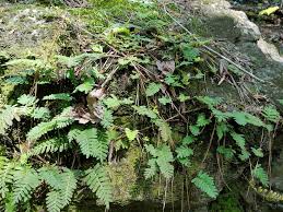 Image result for Pleopeltis  × simiana