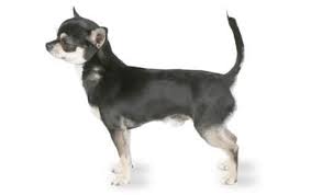 chihuahua dog breed information pictures characteristics