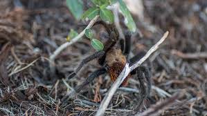 Spider ummidia sp kimi qara qayahörümçəyi. Tarantulas And Trapdoor Spiders The Not So Terrible Truth Garden Style San Antonio