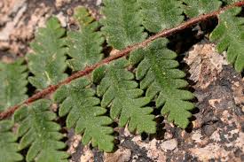 Image result for Cheilanthes inaequalis