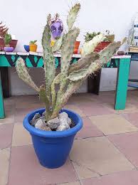 La foto detalle de cactus, el rayo de sol resalta la forma del cactus la textura y las espinas, efecto de diseño puede ser utilizada para propósitos personales y comerciales, de acuerdo con las condiciones de la licencia sin royalties adquirida. La Pagina Mas Grande Del Mundo De Cactus Y Crasas Del Mundo