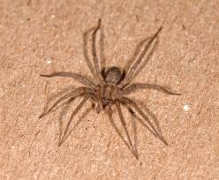 One of the most common grass spiders for ohio is agelenopsis pennsylvanica. Funnel Weavers Family Agelenidae Spidersrule