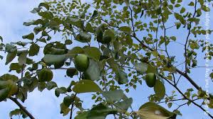 Image result for Ziziphus abyssinica