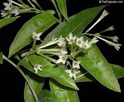 Find the perfect night jasmine stock photo. Cestrum Nocturnum Night Blooming Jasmine Queen Of The Night Night Jessamine Lady Of The Night Toptropicals Com