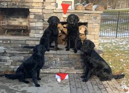 Labrador retriever millerstown, pennsylvania, united states. Indulgent Flat Coated Retrievers Posts Facebook