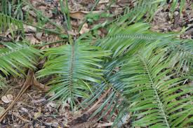 Image result for Encephalartos ngoyanus