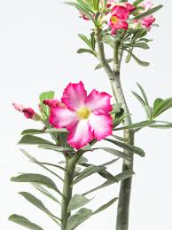 Maybe you would like to learn more about one of these? Desert Rose Just About The Easiest Plants To Grow They Like Lots Of Bright Light Fast Draining Soil Can Handle Quite A Bit Of Neglect Between Waterings