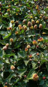 Image result for Spilanthes costata
