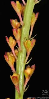 Image result for Hilleria