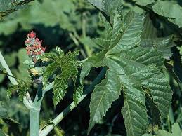 Image result for Ricinus communis