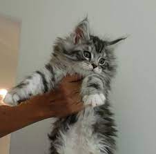 Stumptown coons is a small, in home cattery registered with tica. Maine Coon Cat For Sale In Oregon Mainecoon Org