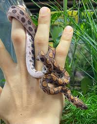 How To Care For Your Brazilian Rainbow Boa - Allan'S Pet Center