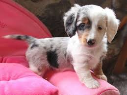 Mini Piebald Dachshund Puppies For Sale Zoe Fans Blog Cute Dogs Baby Animals Animals Beautiful