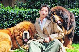 This is one of the few breeds that typically doesn't. 2 Million Tibetan Mastiff China Time