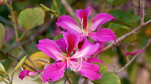 Schau dir angebote von flowering tree pink auf ebay an. Orchid Tree San Diego Zoo Animals Plants