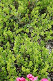 Buy gooseberry plants and get the best deals at the lowest prices on ebay! Bearberry Arctostaphylos Uva Ursi In Vancouver Victoria Burnaby Penticton Coquitlam British Columbia Bc At Gardenworks