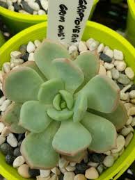 Another one of my intensely interesting crested succulents. Pin On X Graptoveria
