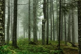 Want 47 Acres Of Maine Woods Sharpen Your Writing Skills Forest Wallpaper Forest Landscaping Images