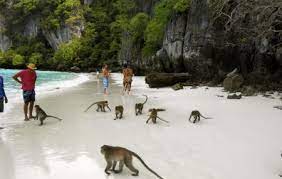 Check spelling or type a new query. Monkey Beach Ko Phi Phi Don Ticket Price Timings Address Triphobo