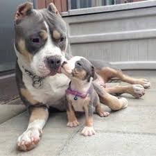 Entdecke 4 anzeigen für pitbull welpen kaufen zu bestpreisen. 14 Pitbull Welpen Ideen Pitbull Welpen Welpen Hunde