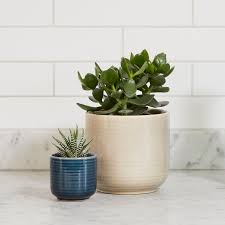This succulent is especially prized for its easy care and being an excellent option for rock gardens. Succulent Plant Indoor Plants In London Indoor Plants In London Patch