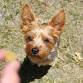 Basic Dog Training | Harrison Campus (5 week session)